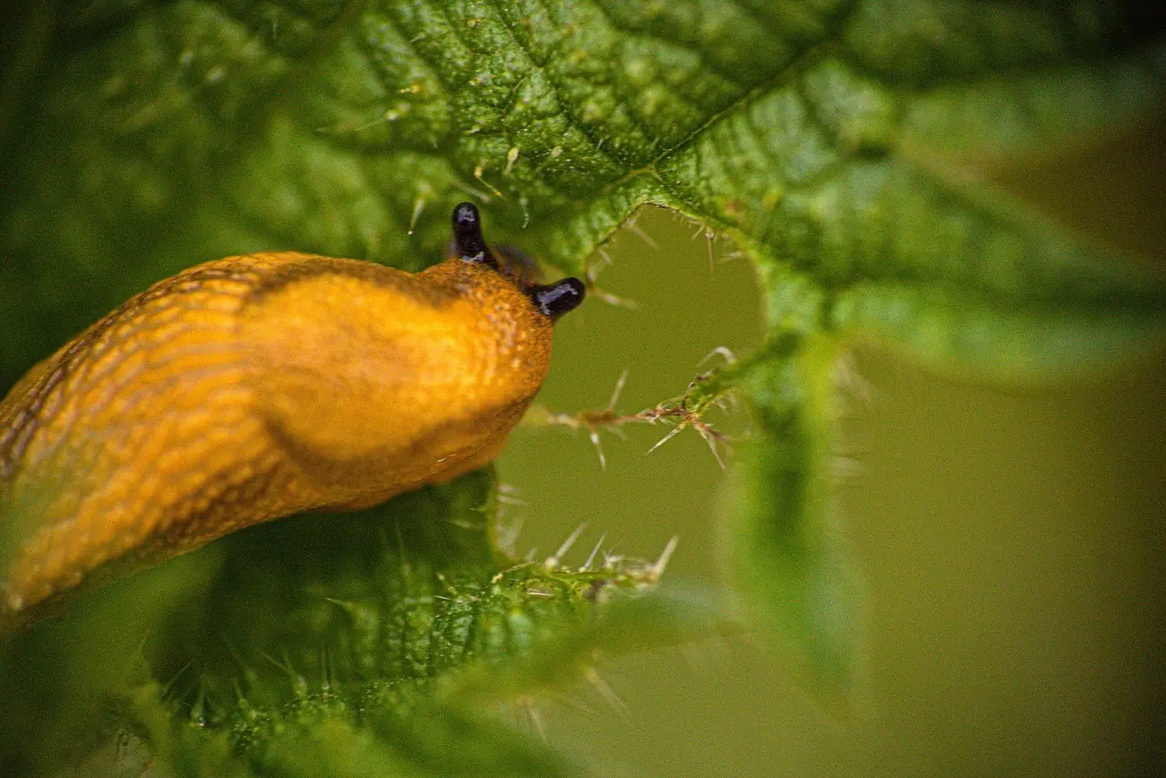 Den kemifrie have: Naturlig skadedyrsbekæmpelse der virker