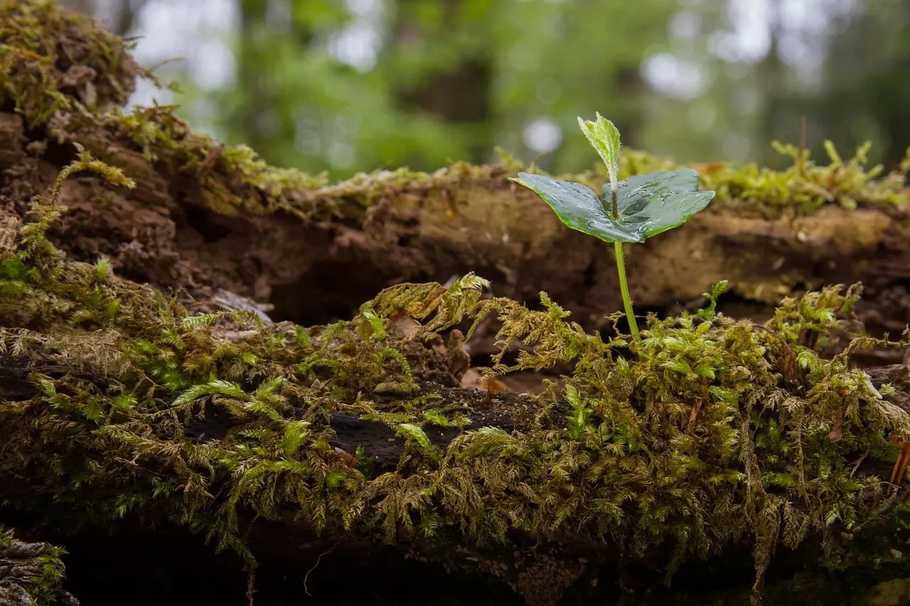 Køkkenhave for begyndere: Trin-for-trin fra frø til middagstallerken